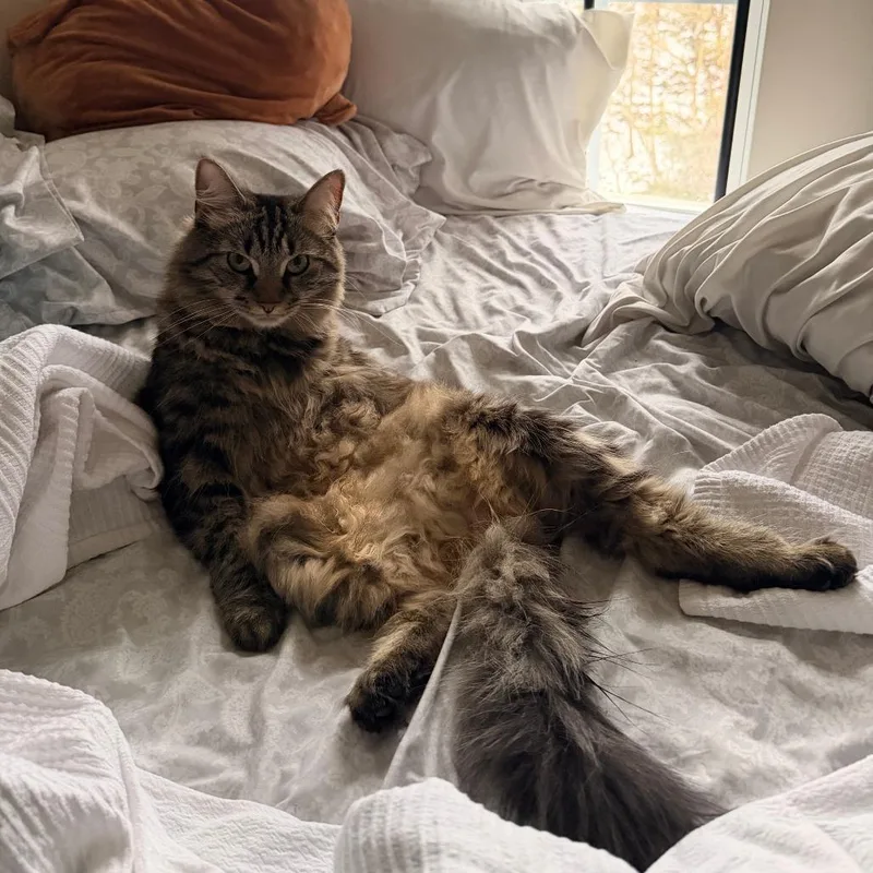 Nimbus
