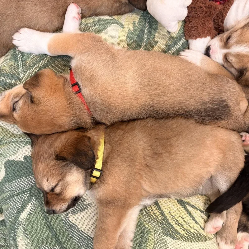 A baby large-sized female Yellow / Tan / Blond / Fawn Mixed Breed dog named Sweet Pea for adoption in Bellingham, WA