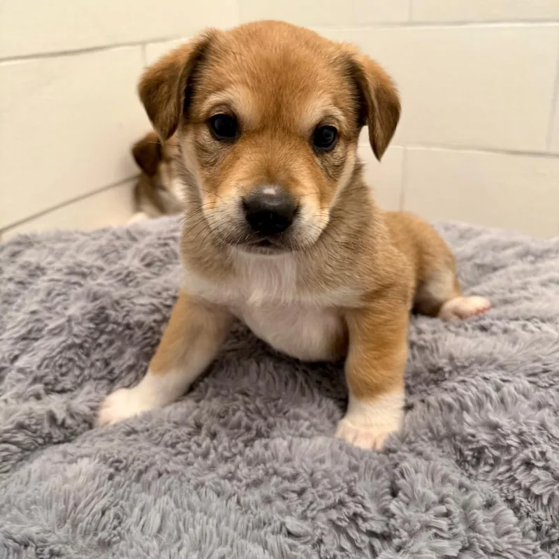 Sweet Pea thumbnail 2