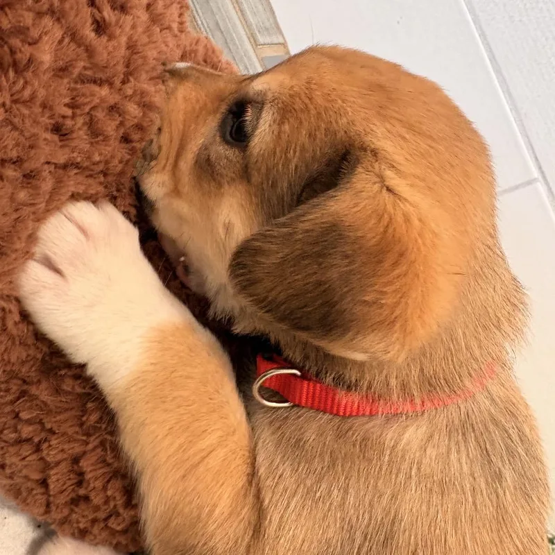 Sweet Pea thumbnail 4