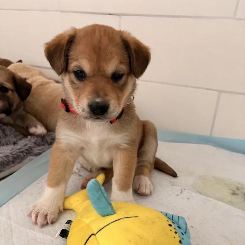 Sweet Pea thumbnail 5