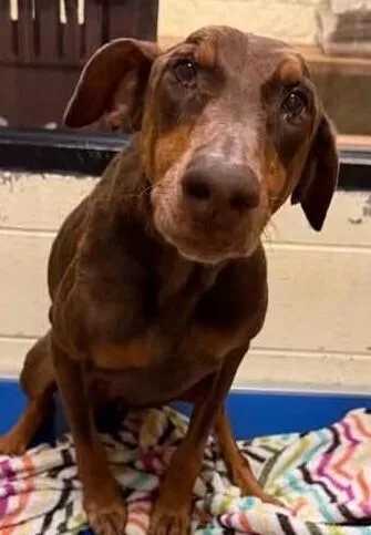 A senior medium-sized female Tricolor (Brown, Black, & White) Doberman Pinscher dog named Choco for adoption in Dallas, TX
