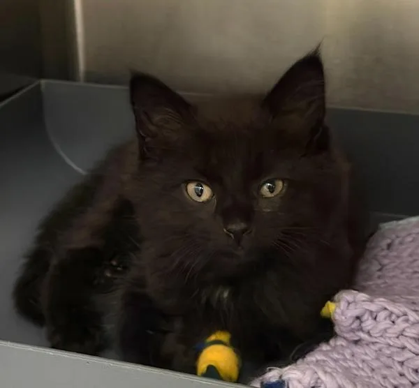 A baby small-sized male Domestic Short Hair cat named Toothless for adoption in Vancouver, WA