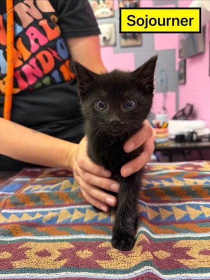 A young small-sized male Domestic Short Hair cat named Sojourner for adoption in Columbus, IN