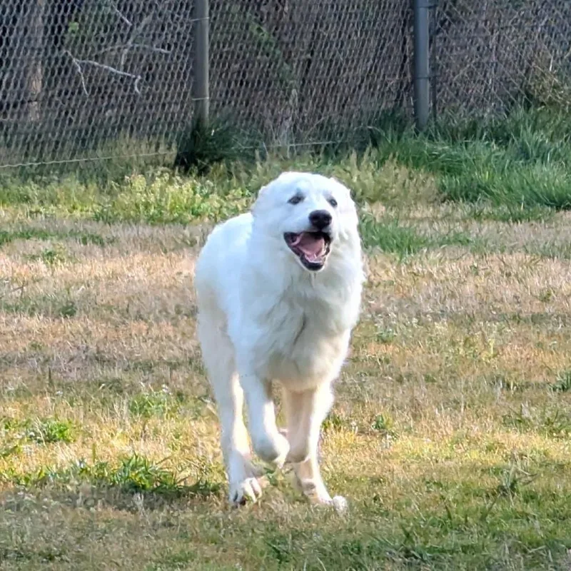 Moonflower thumbnail 2