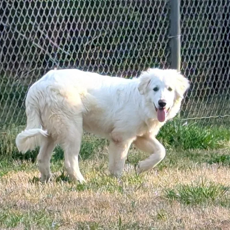 Moonflower thumbnail 3