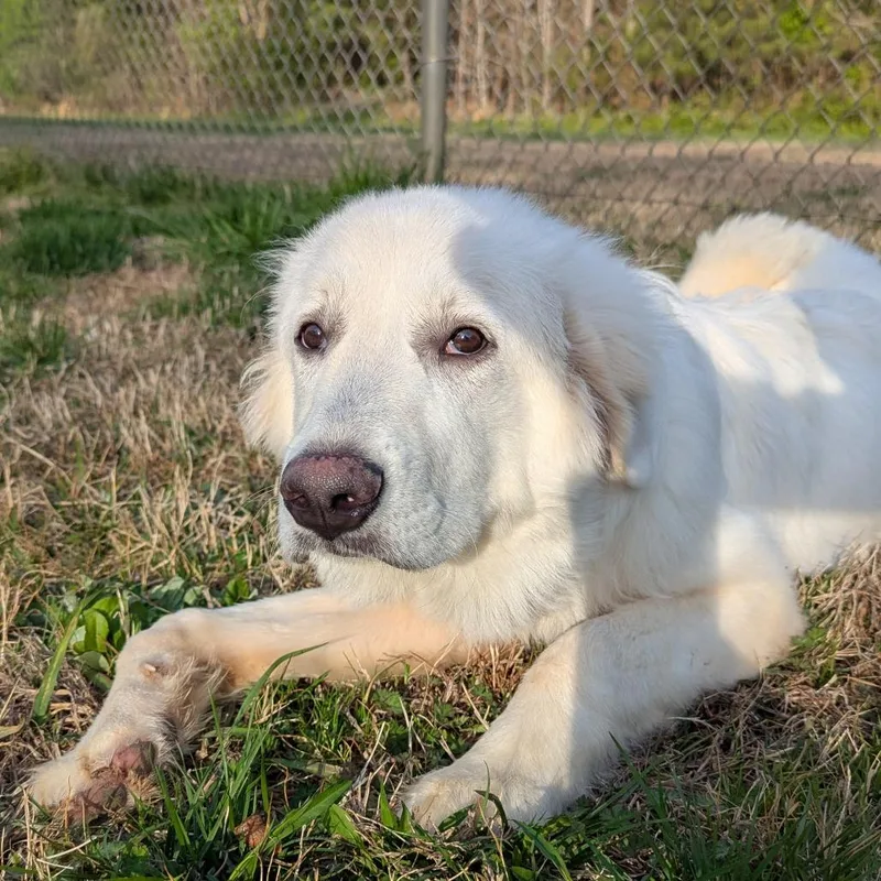 Moonflower thumbnail 4