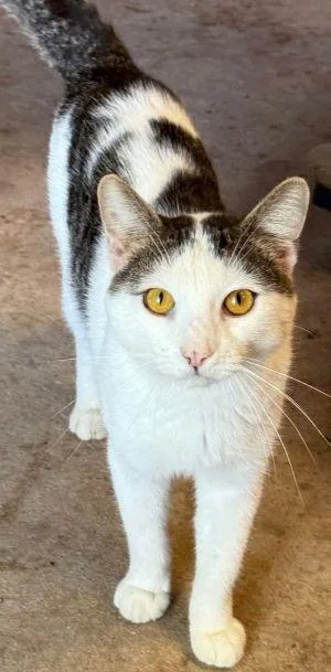 A young medium-sized male Domestic Short Hair cat named Junior for adoption in Savannah, MO