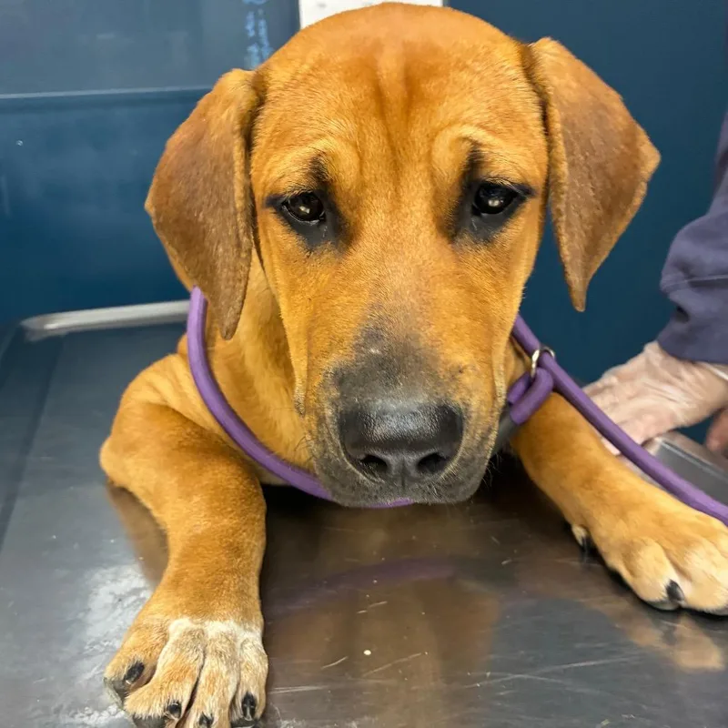 A young medium-sized male Brown / Chocolate Mixed Breed dog named Butterscotch for adoption in Newark, NJ