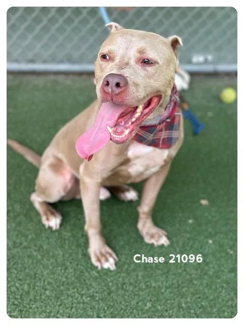 Chase