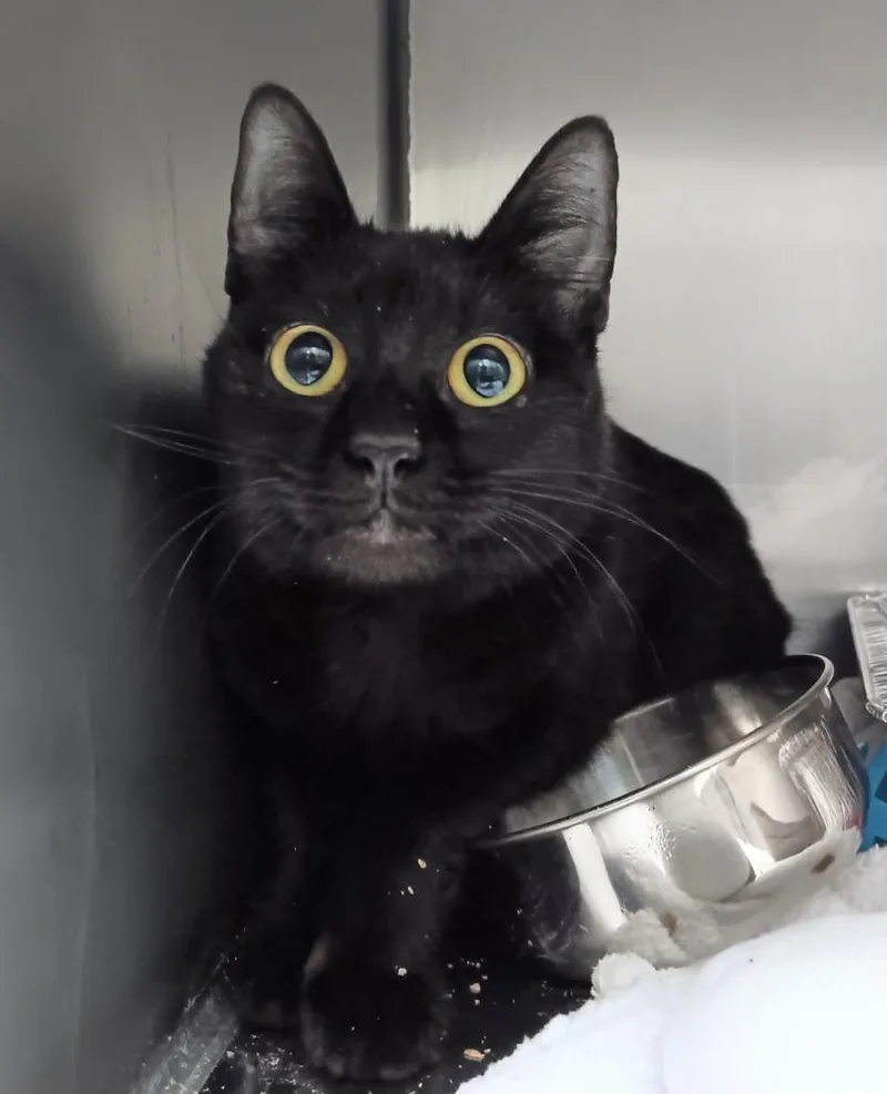 A young small-sized female Domestic Short Hair cat named Hawk for adoption in New Braunfels, TX