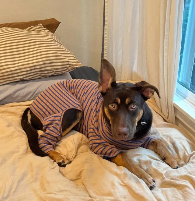 A young large-sized female Shepherd dog named Bonnie for adoption in TEMECULA, CA