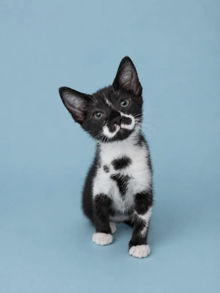 A baby large-sized male Domestic Short Hair cat named Pretzyl for adoption in Detroit, MI