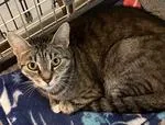 A young medium-sized female Tabby (Buff / Tan / Fawn) Domestic Short Hair cat named Boo for adoption in Heathsville, VA