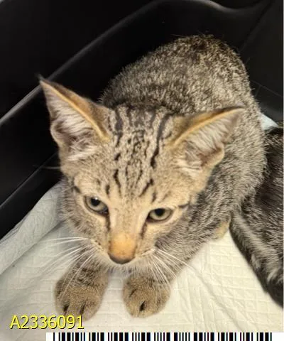 A baby small-sized female Domestic Short Hair cat named Gerite for adoption in West Palm Beach, FL