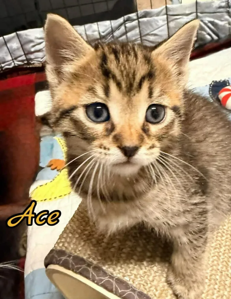 A baby small-sized male Tabby (Buff / Tan / Fawn) Domestic Short Hair cat named Ace for adoption in Woodmere, NY