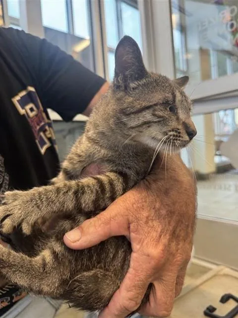 A young small-sized male Domestic Short Hair cat named Spike for adoption in San Antonio, TX