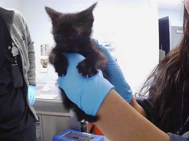 A baby small-sized male Domestic Short Hair cat named Baymax for adoption in Charlotte, NC