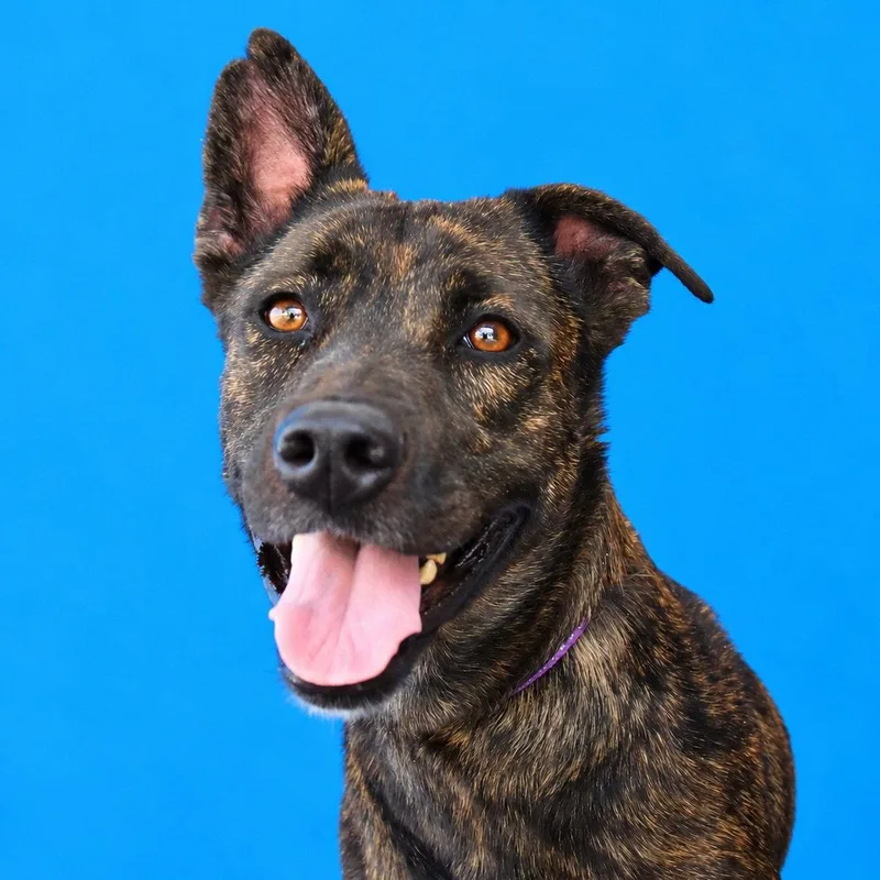 An adult large-sized female Dutch Shepherd dog named Phoenix for adoption in Pasadena, CA