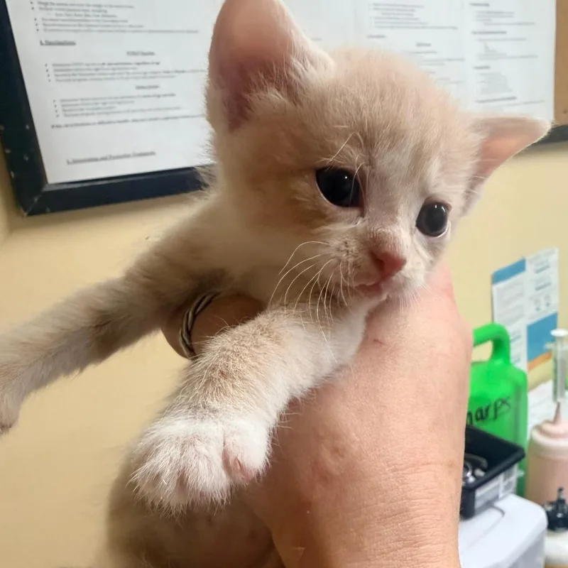 A baby small-sized female Orange / Red Domestic Short Hair cat named Mango for adoption in Corinth, MS