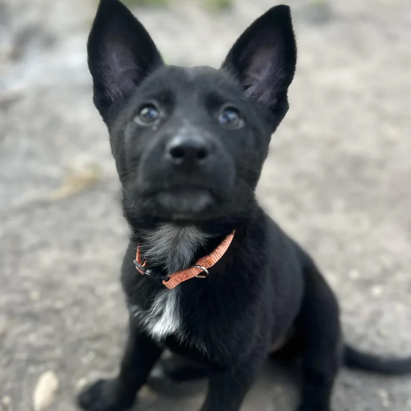 A baby large-sized female German Shepherd Dog dog named Solar for adoption in Houston, TX