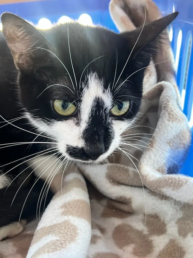 A young medium-sized female Domestic Short Hair cat named Hope for adoption in Hazlet, NJ