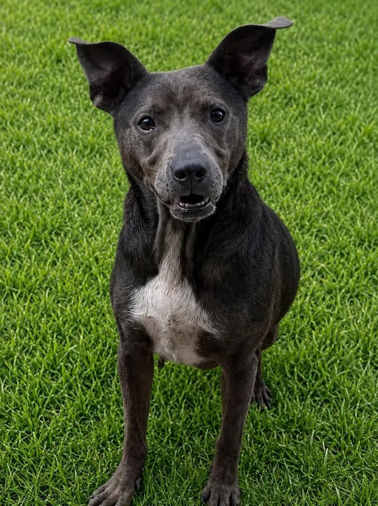 A young medium-sized female Labrador Retriever dog named Drama Llama Momma for adoption in East Ridge, TN