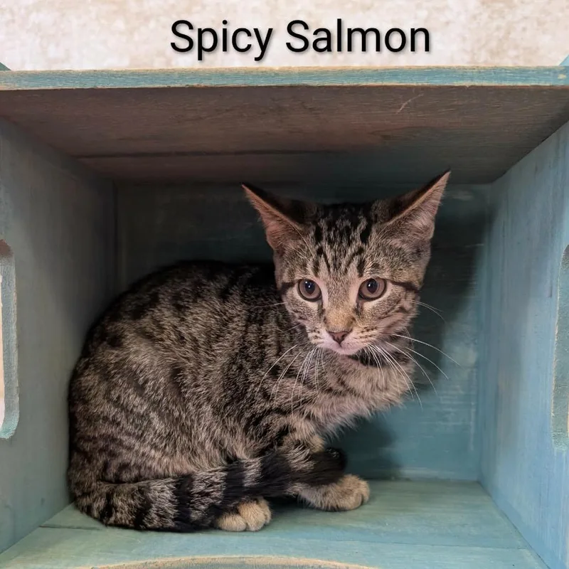 A baby small-sized male Brown / Chocolate Domestic Short Hair cat named Spicy Salmon for adoption in Parkersburg, WV