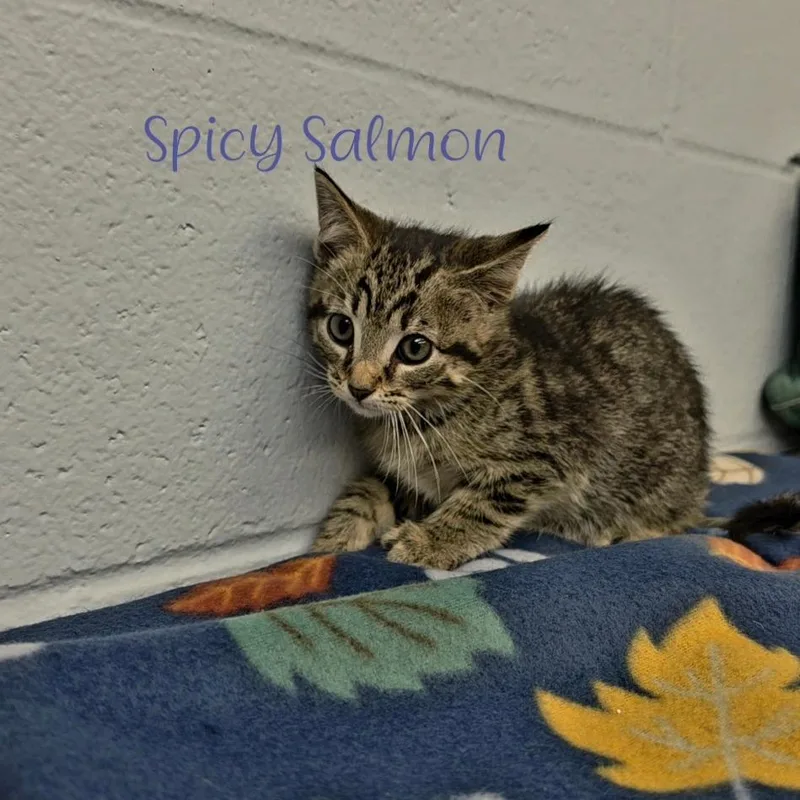 Spicy Salmon thumbnail 3