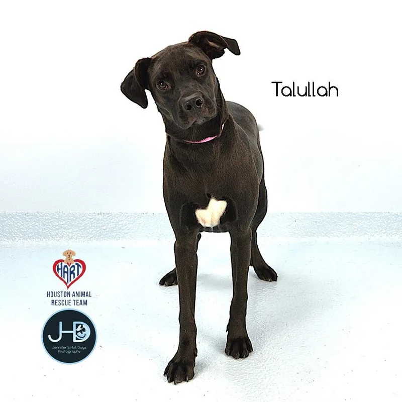 Talullah thumbnail 2