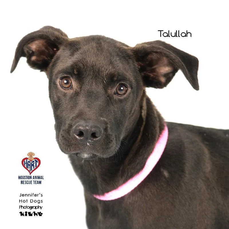 Talullah thumbnail 3