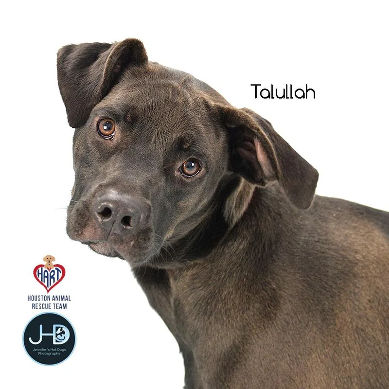 Talullah thumbnail 4