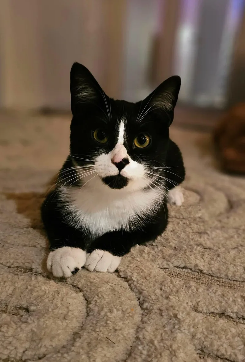 A baby medium-sized male Black & White / Tuxedo Domestic Short Hair cat named Pleakley for adoption in Fort Oglethorpe, GA