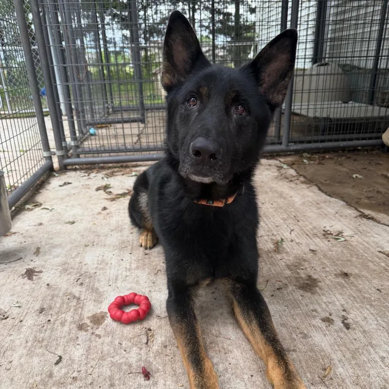 An adult large-sized male Black German Shepherd Dog dog named Dexter for adoption in Hanna City, IL