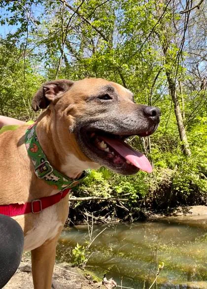 Charlie Rex thumbnail 2