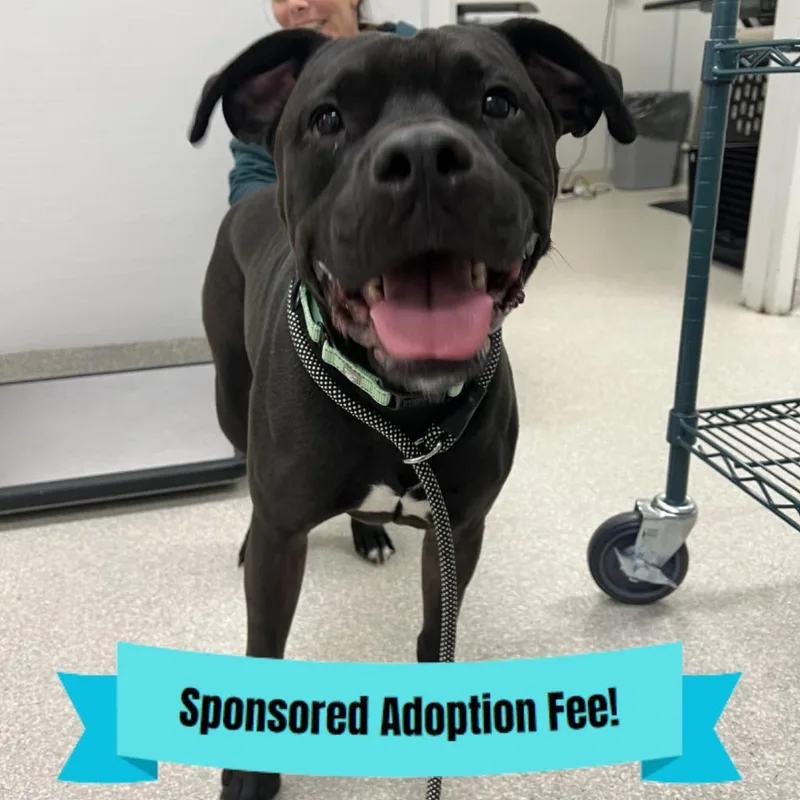 A senior medium-sized male Black Pit Bull Terrier dog named Hudson for adoption in Novelty, OH