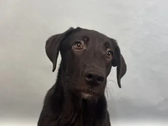 A baby small-sized male Labrador Retriever dog named Ikor for adoption in Woodbury, MN