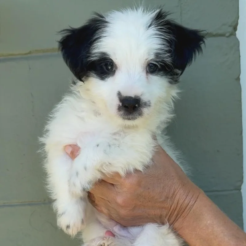 A baby small-sized male Brown / Chocolate Chihuahua dog named Tiramisu for adoption in Tampa, FL
