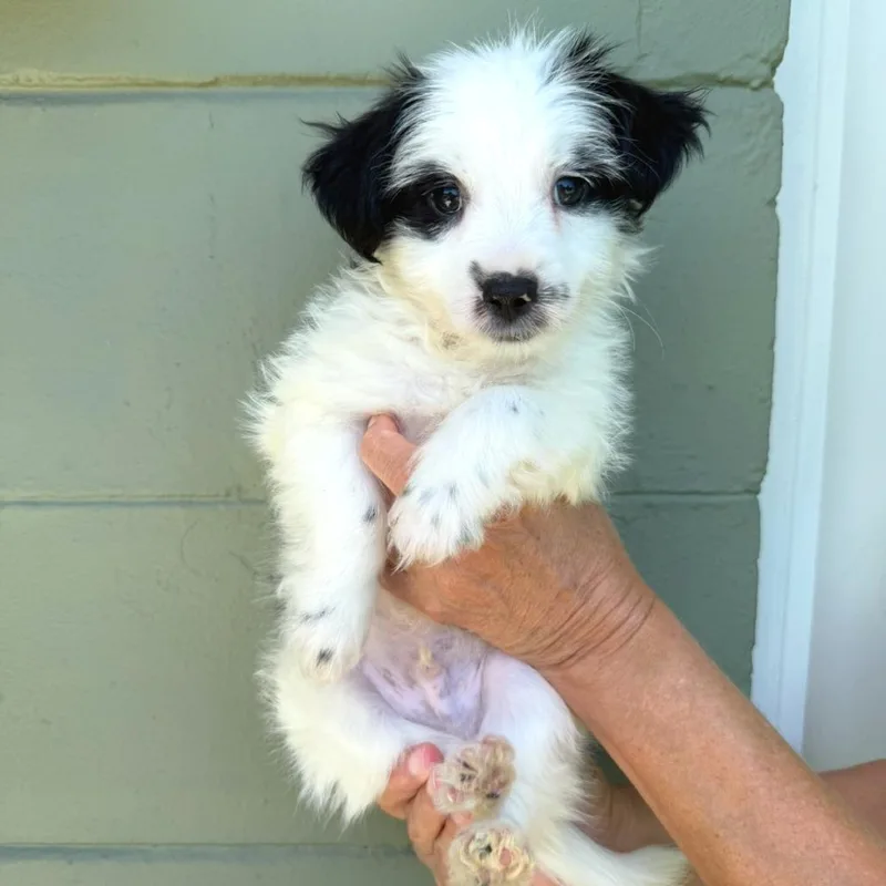 Tiramisu thumbnail 2