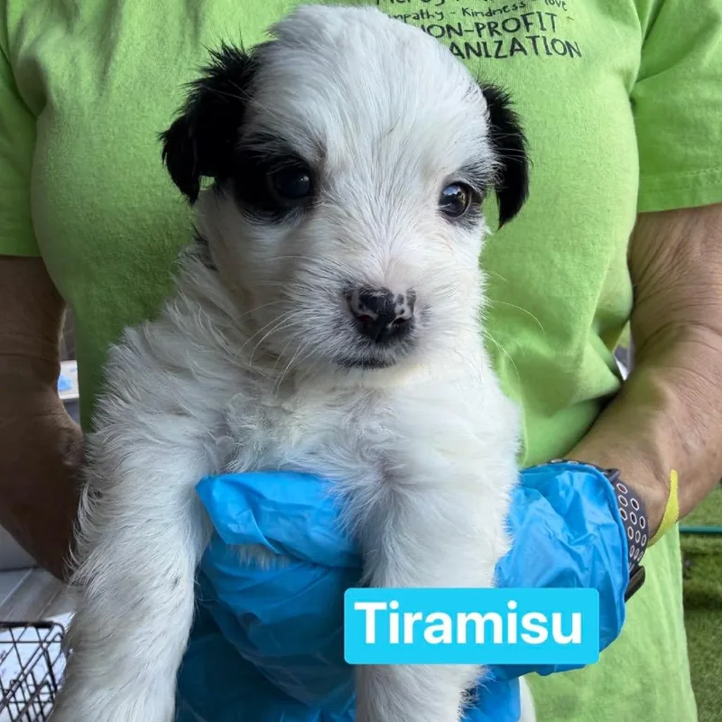 Tiramisu thumbnail 3