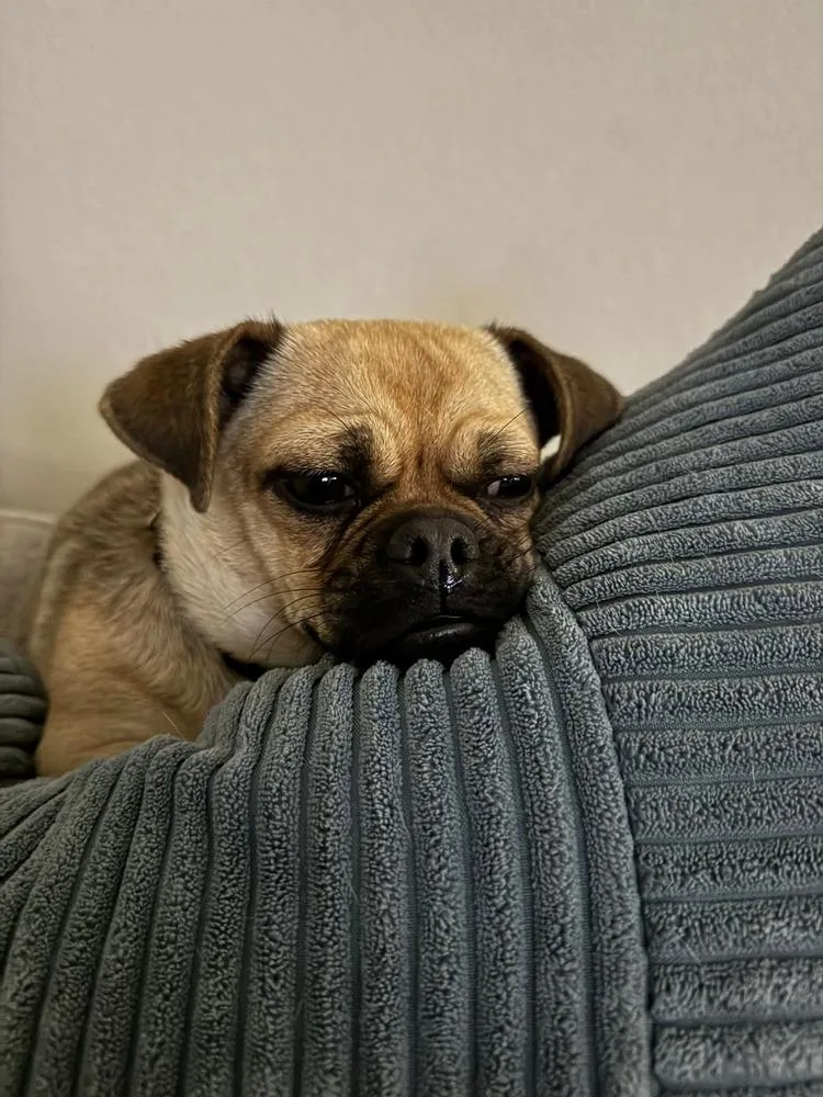 Little Lola thumbnail 2