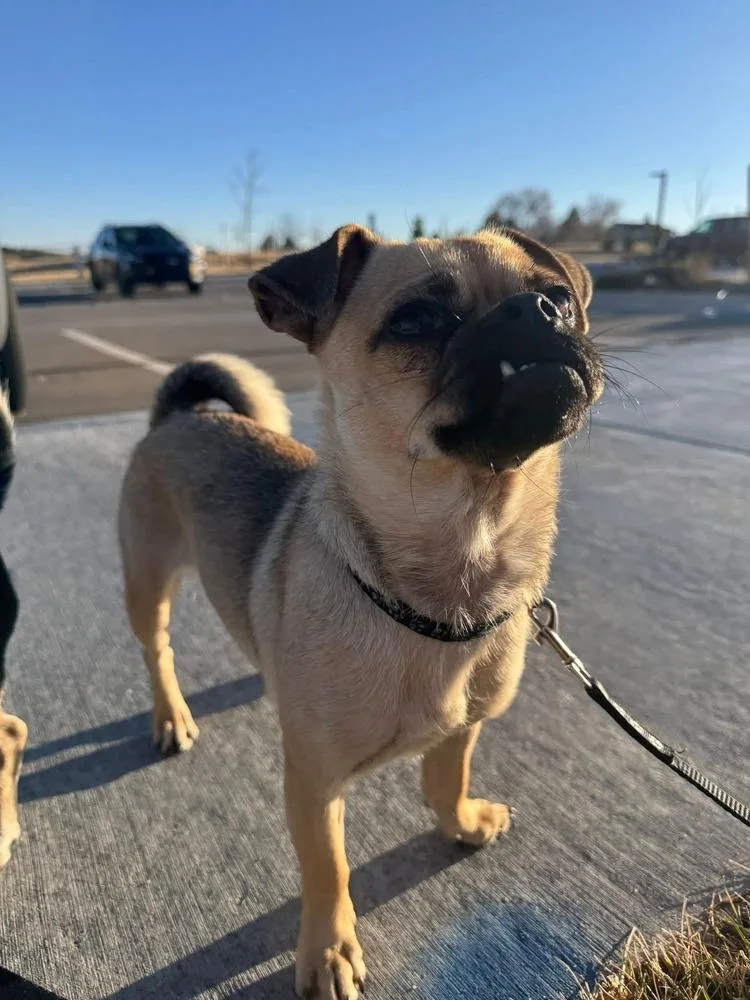 Little Lola thumbnail 3