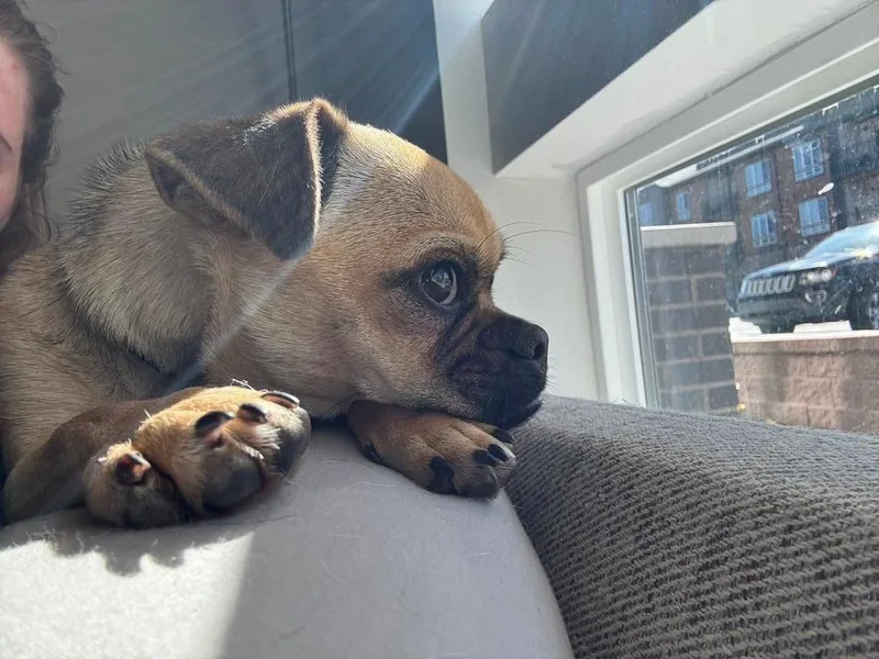 Little Lola thumbnail 4