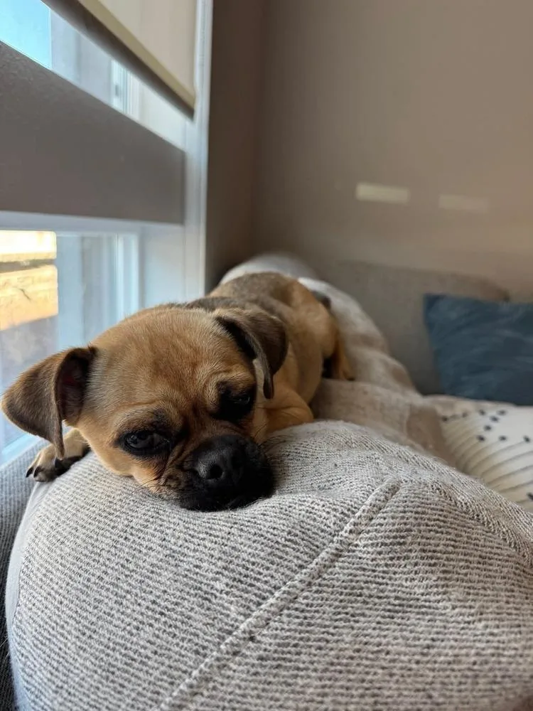 Little Lola thumbnail 5