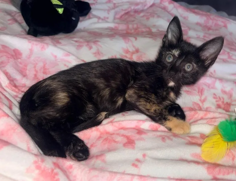 A baby small-sized female Domestic Short Hair cat named Bindy for adoption in Magnolia, TX