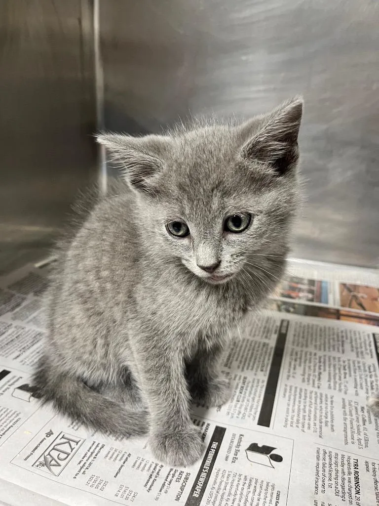 A baby small-sized male Domestic Short Hair cat named Bob for adoption in Hopkinsville, KY