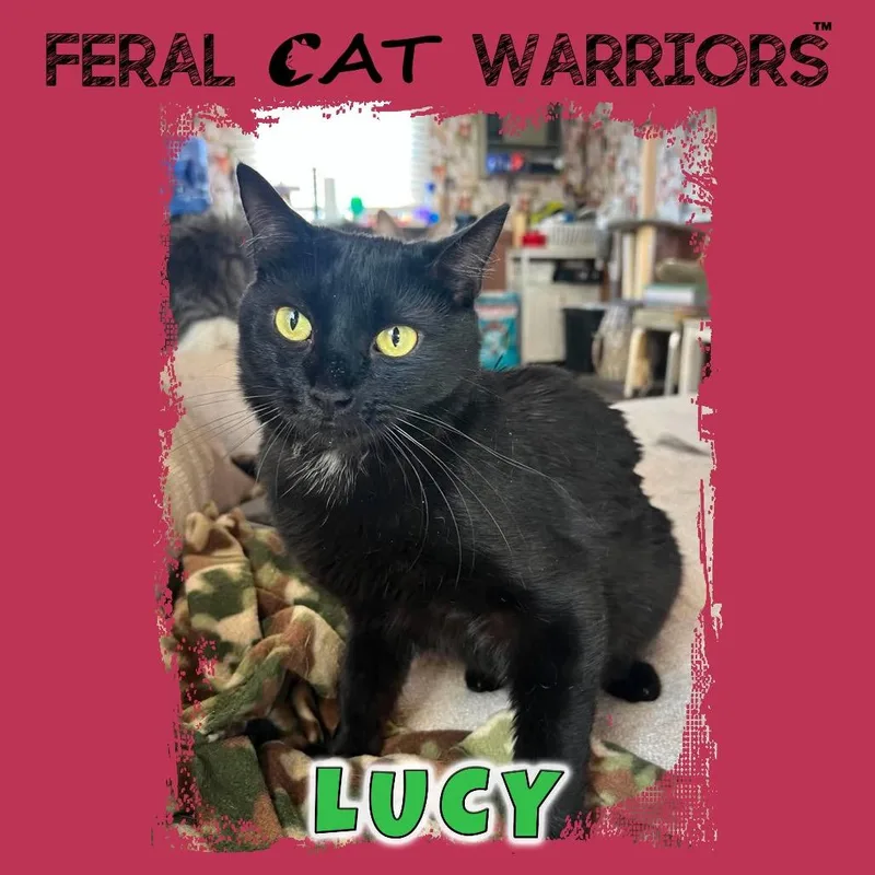 An adult small-sized female Black Domestic Short Hair cat named Lucy for adoption in Kingman, AZ