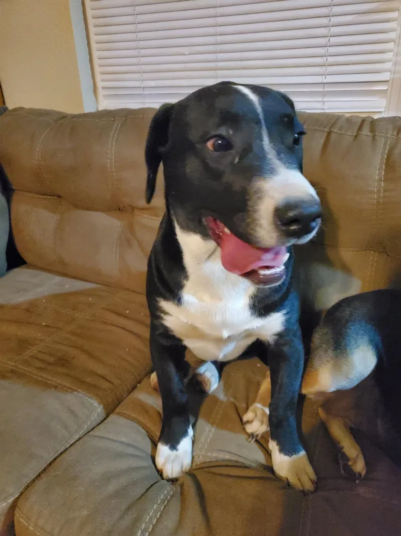 A young medium-sized female Mixed Breed dog named Lexa for adoption in Gun Barrel City, TX