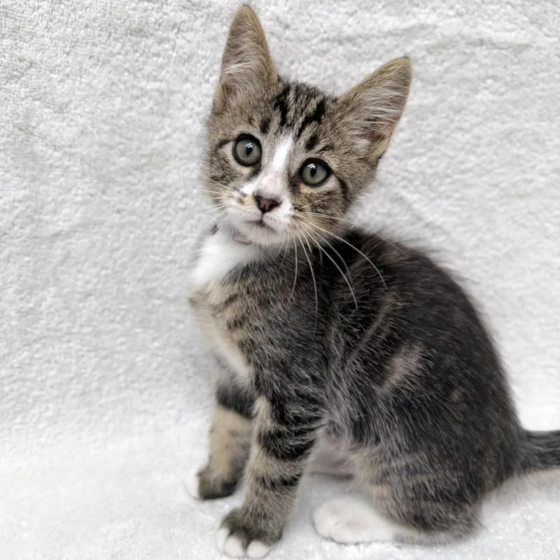 A baby small-sized male Brown / Chocolate Domestic Short Hair cat named Mittens for adoption in Hawthorne, CA