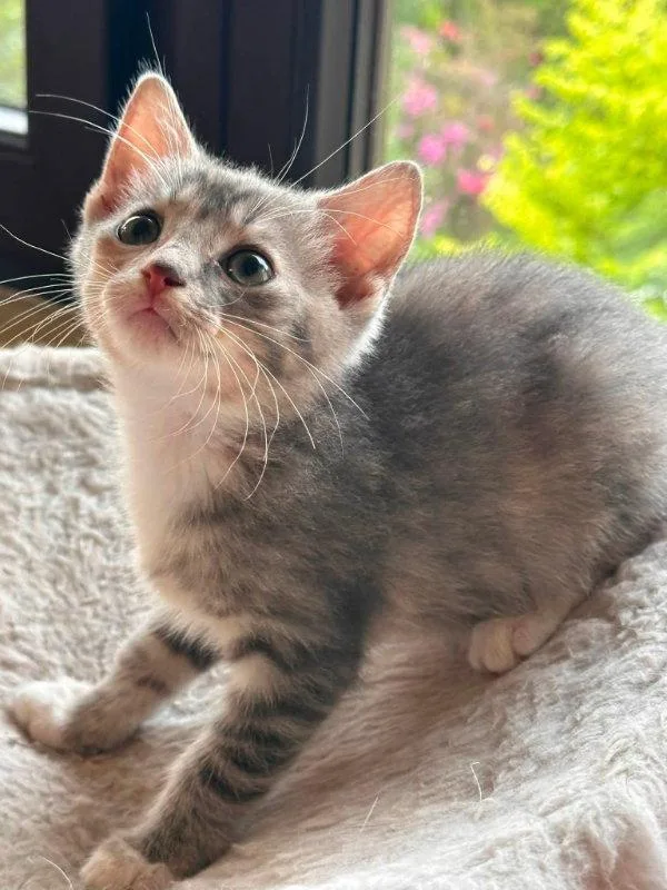 A young medium-sized female Gray / Blue / Silver Domestic Short Hair cat named Rosie for adoption in Knoxville, TN